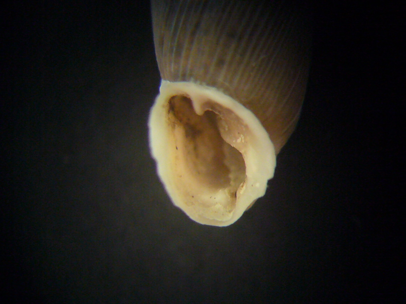 Leucostigma candidescens?